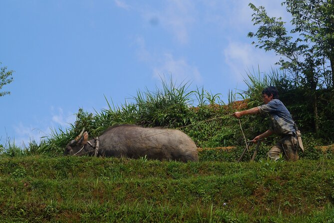 2D1N Buffalo trek by Hmong Sister House and Trekking - An evening with Zizi’s family