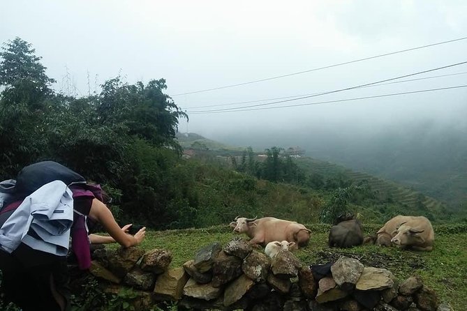 3-Day Trek in Amazing Muong Hoa Valley & ethnic Homestay - Meals, transport, and group size