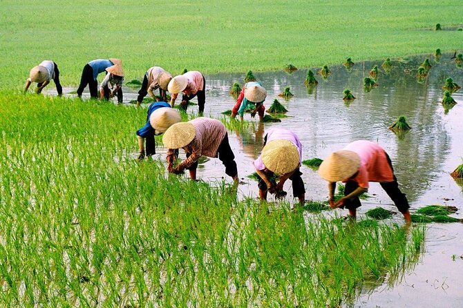 3 Hours Hoi An Countryside Motorbike Tour - Why This Short Scooter Ride Works