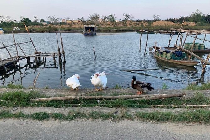 3 Hours Hoi An Countryside Motorbike Tour - A Guide Can Shape the Experience