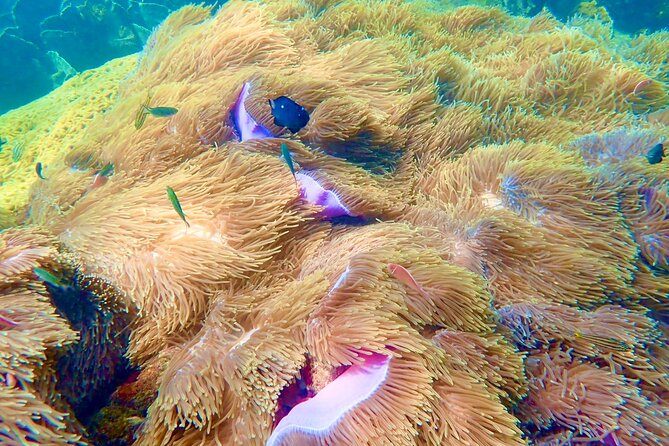 Amazing private snorkeling tour in An Thoi islands by speed boat - What the private boat arrangement really gives you