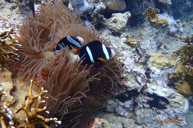 Amazing Snorkeling at Mun Island ( Group Tour ) - Why Mun Island makes this $29 trip appealing
