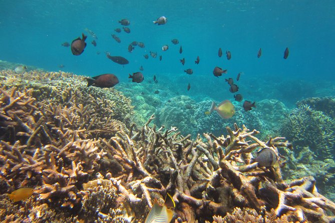Amazing Snorkeling at Mun Island ( Group Tour ) - Mot Island from 12:30 to 2:30 p.m.