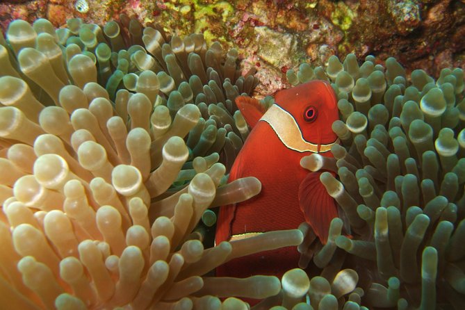 Amazing Snorkeling at Mun Island ( Group Tour ) - Food, drinks, equipment, and what to bring