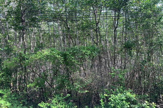 Can Gio Mangroves - Monkey Island by Motorbike and Scooter - Lunch and Can Gio market