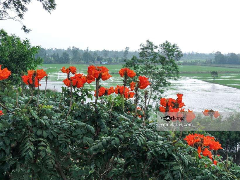 Can Tho: Lung Ngoc Hoang Nature Reserve & Forest Tour - Morning or afternoon?