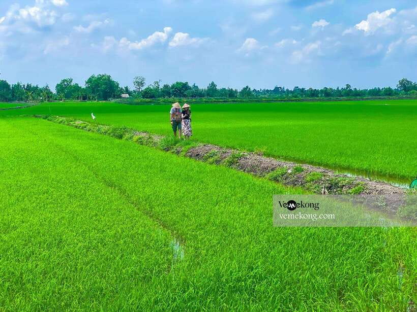 Can Tho: Lung Ngoc Hoang Nature Reserve & Forest Tour - The 25-meter tower and seasonal rice fields