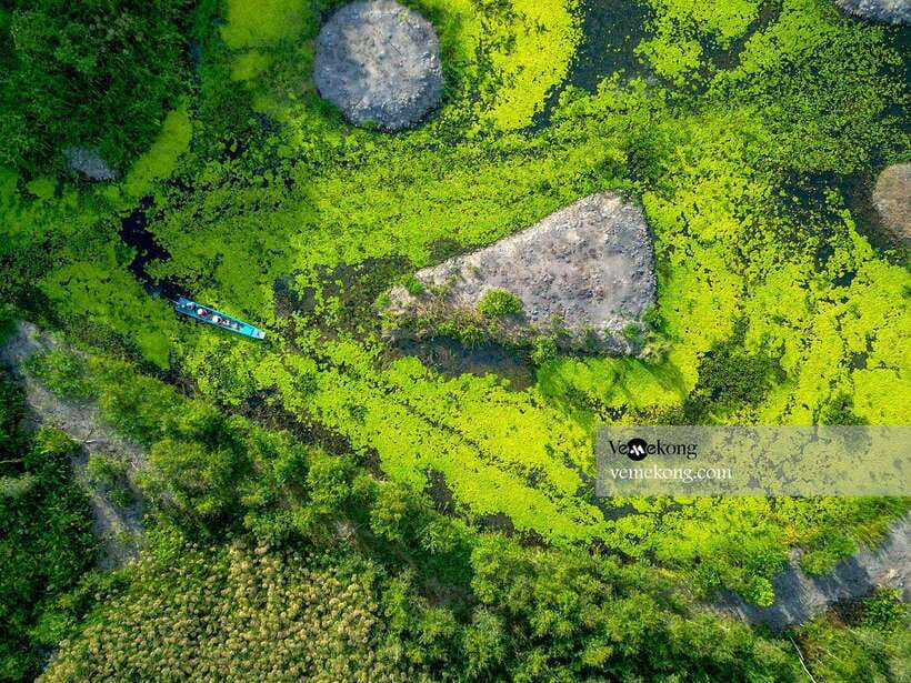 Can Tho: Lung Ngoc Hoang Nature Reserve & Forest Tour - The giant ficus and Mekong wartime history