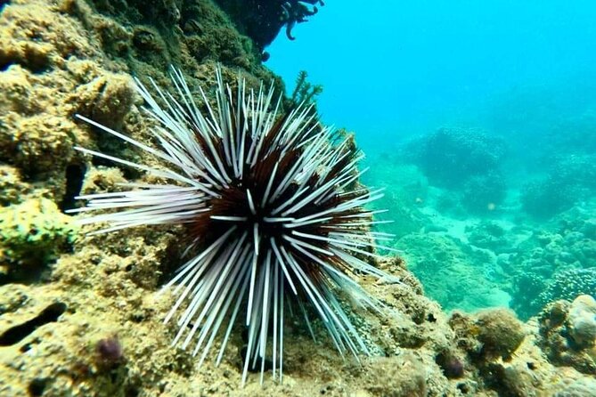 Cham Island Snorkeling Daily Group Tour, Sunbathing, nice beaches - The marine center, old well, and village sights