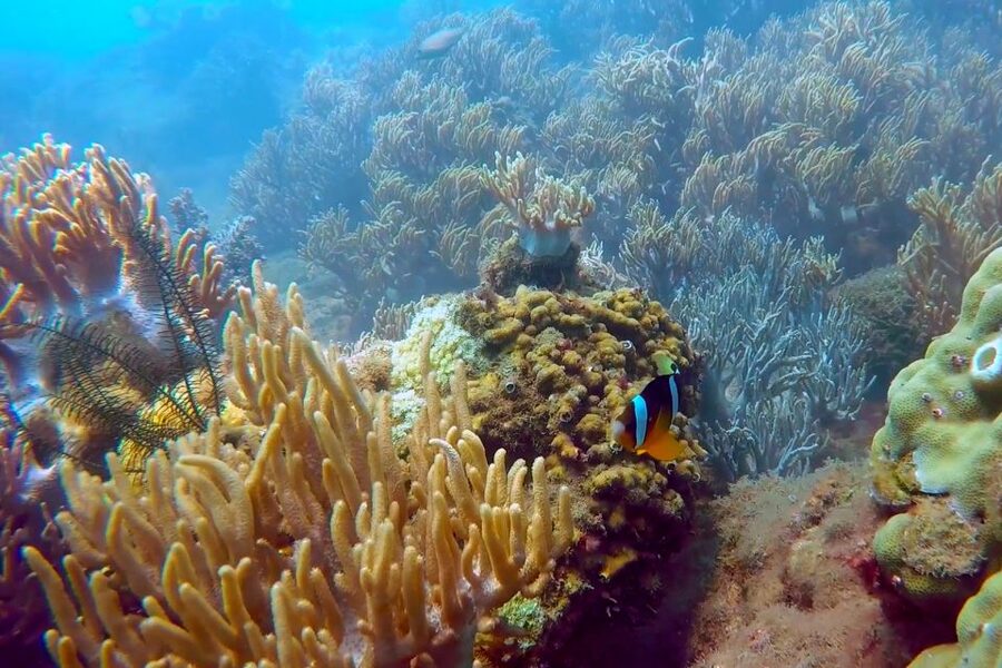 Cham Island: Underwater Walking & Snorkeling Tour - What to pack and what to leave behind