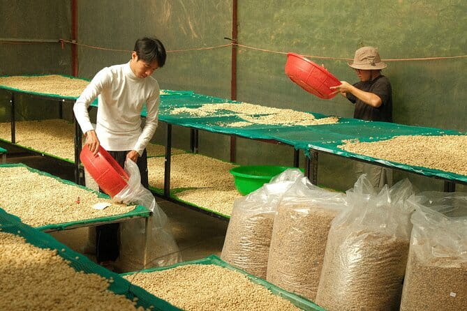 Coffee Farm Tour with Roasting & Tasting Workshop - Da Lat - Who Will Get the Most From This Visit