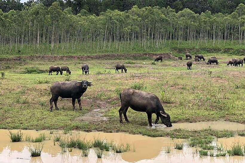 Da Lat Loop Tour On Private Car - Why this Da Lat day trip feels different