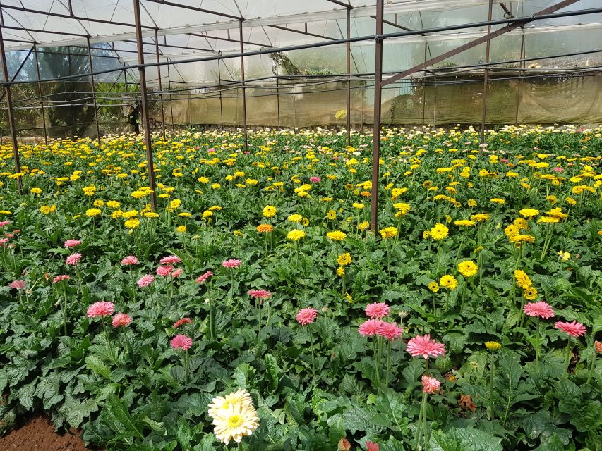 Dalat: Countryside Tour with Silk Village & Elephant Falls - Key points to know before booking