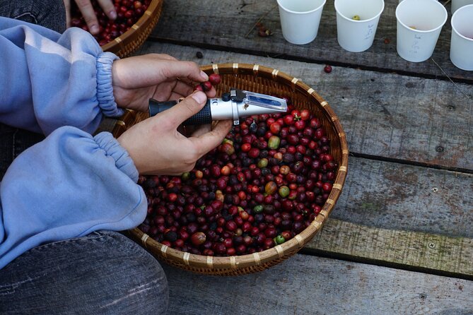 Dalat's countryside|Coffee Plantations Tour beyond Elephant falls - From Dalat’s cool hills to a working coffee farm