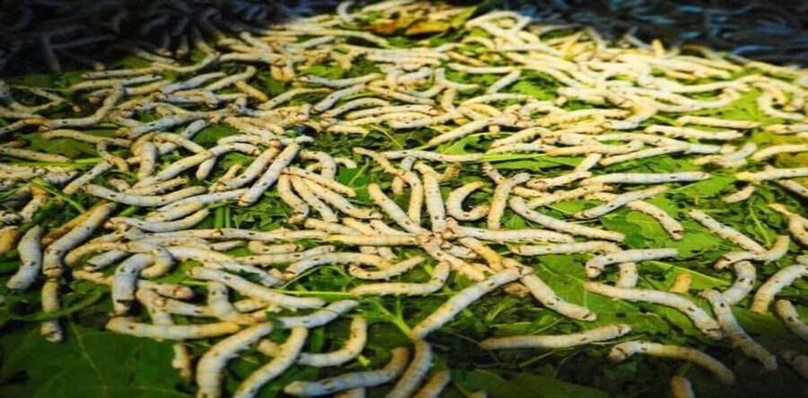 Discover Traditional Silk Process in Hoi An Silk Village - Starting at the traditional Quang Nam house