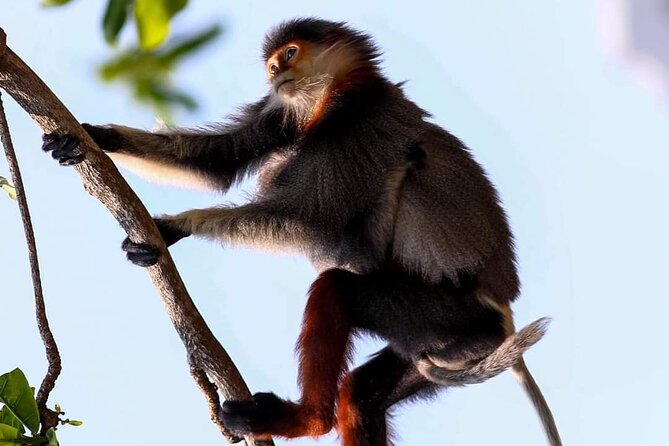 Endangered Monkeys Watching - Red Shanked Douc Langurs - Key points at a glance