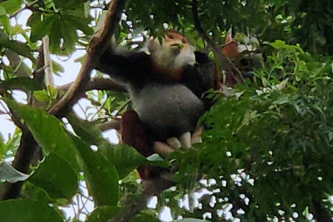 Endangered Monkeys Watching - Red Shanked Douc Langurs - Finding the douc langurs in the trees