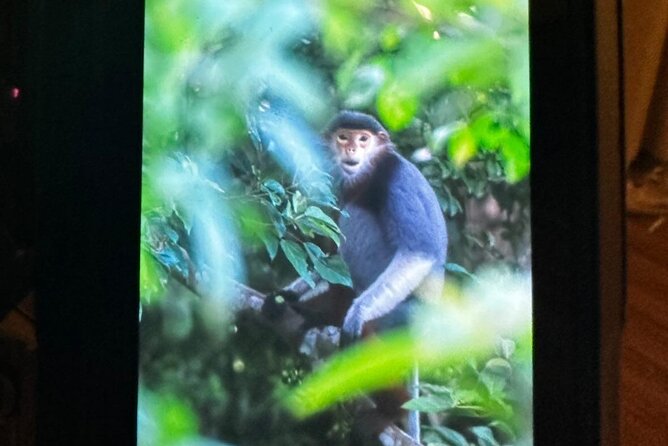 Endangered Monkeys Watching - Red Shanked Douc Langurs - Who should book this experience