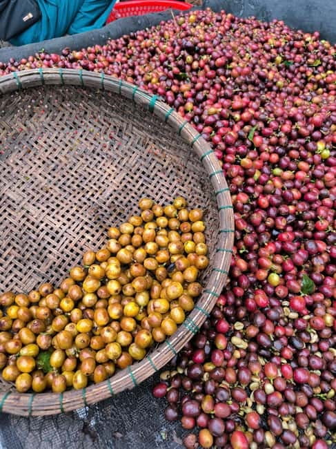 Experience specialty coffee with sustainable coffee farmers - Key points to know before you go