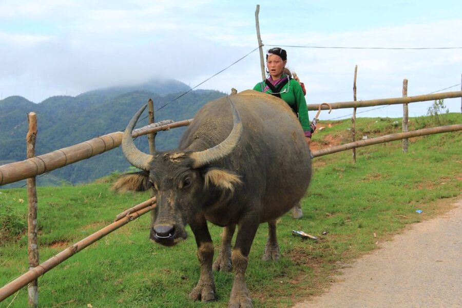 From Hanoi: 2-Day Sapa Cultural Exchange Tour with Homestay - Who will enjoy this Sapa trip most