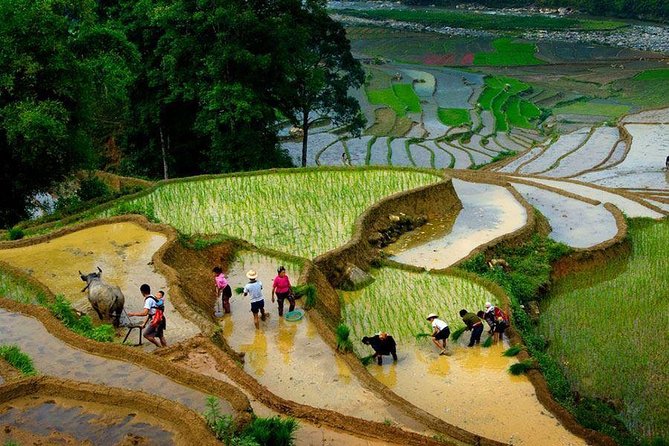From Hanoi: Sapa Real Experience 2-Day 1 Night at Ethnic Homestay - The second morning through bamboo and terraces