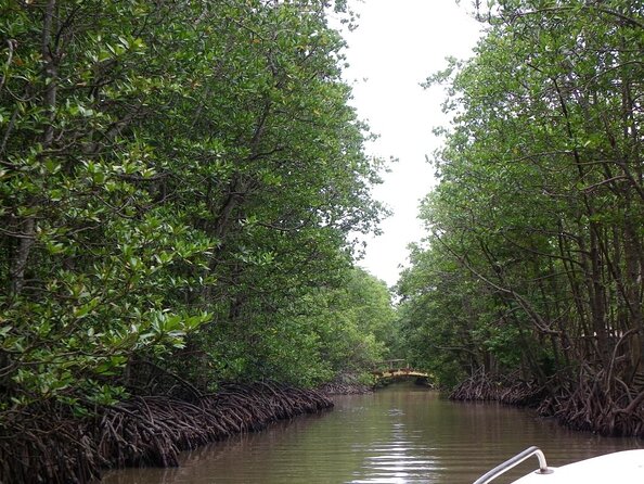 From Ho Chi Minh: Can Gio Trek – Monkey Island & Crocodile Farm - Walking through the Can Gio Mangrove Biosphere Reserve