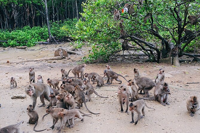 From Ho Chi Minh: Can Gio Trek – Monkey Island & Crocodile Farm - What the $28.50 price really covers