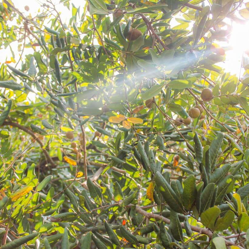 From Ho Chi Minh: Mekong Delta Small Group Day Trip - What the $29 price really covers