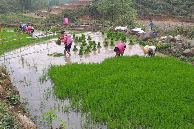 From Sapa: 2-Day Trek Through Authentic Villages in North - Sapa - Leaving Sapa for Ta Phin Village