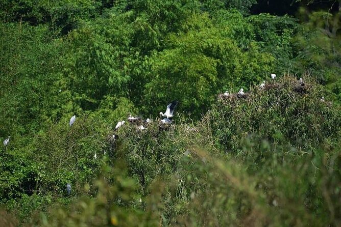 Full-Day Cuc Phuong National Park Hiking Tour - What the forest walk actually involves