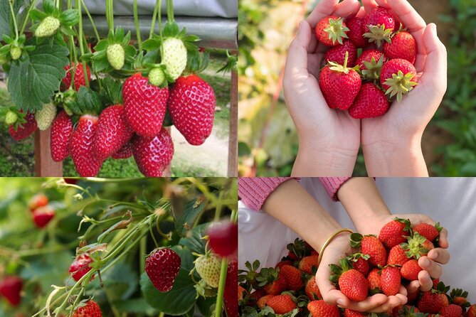 Full-Day Highlight of Da Lat –The famous tourist attractions 2025 - Thai Duong Bee Farm adds a working-agriculture lesson
