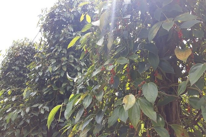 Half-day Motorbike Tour in Phu Quoc Island - Stop 1: Hai Duong pepper farm