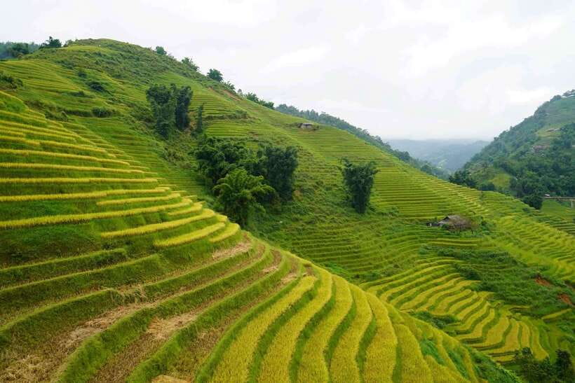 Half Day Sapa Trekking to Visit Lao Chai - Ta Van - Y Linh Ho: the first hour among terraces and streams