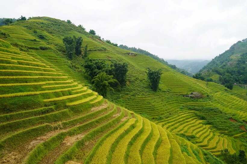 Half Day Sapa Trekking to Visit Lao Chai - Ta Van - Guides, group pace, and the human side of the walk