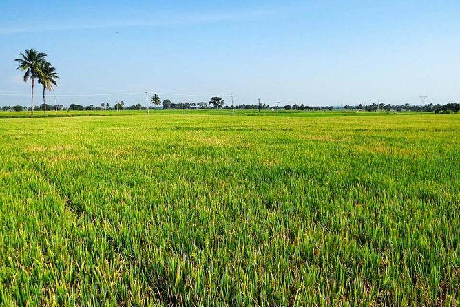 Hanoi Vespa Countryside Tour With Female Ao Dai Riders Half Day - Pagodas, lakes, and a site dating to 257 BC