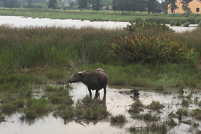 Hoi An countryside biking tour, water buffalo+ basket boat ride - Water buffalo riding, a small activity with a big memory
