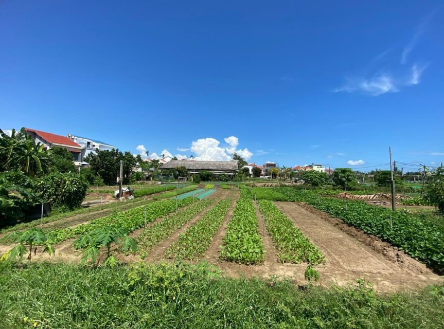 Hoi An: Rural Cycling Tour to Village with Basket Boat Ride - Rice fields, water buffaloes, and rural Hoi An