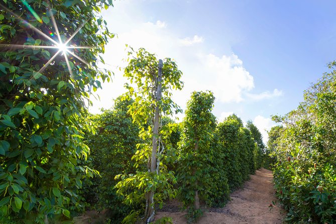 Land Tour 2: Discover the North - Kayaking & Starfish beach Phu Quoc (Not Lunch) - Phu Quoc National Park and the old forest walk