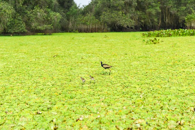 Mekong Delta 3-Day: Saigon to Phnom Penh Gateway - Day one: Cai Be, coconut canals, and island life