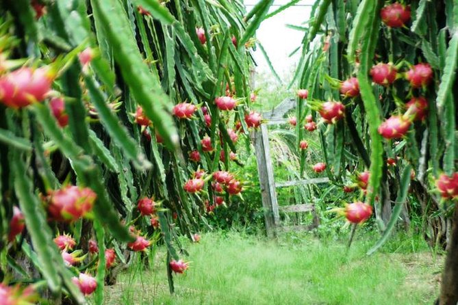 Mui Ne: Ta Cu Mountain Half A Day Private Tour with Local Guide - The dragon fruit farm breaks up the monuments