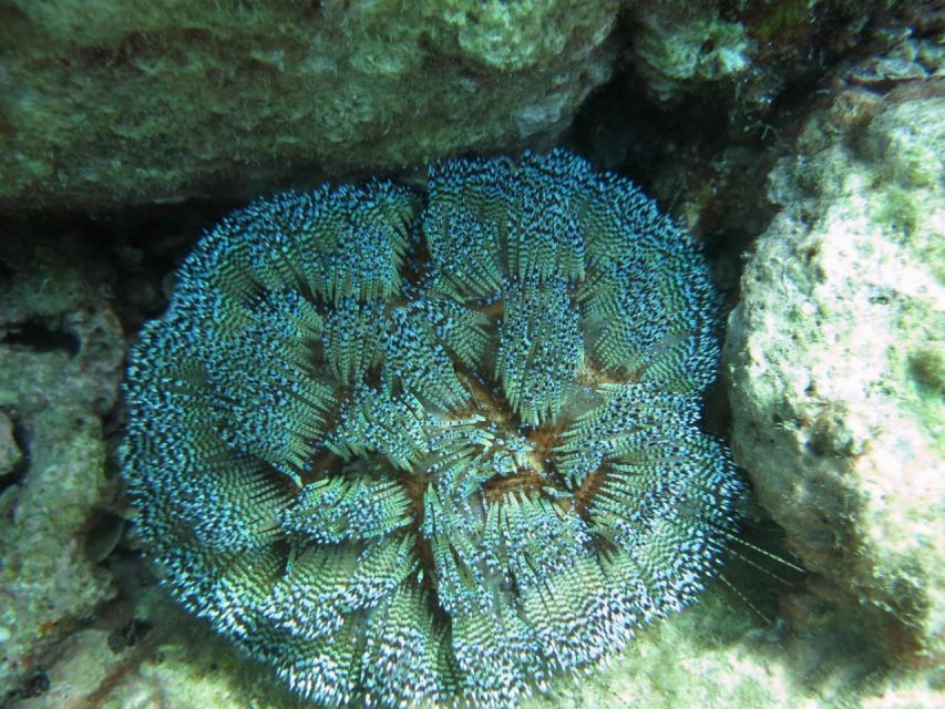 Nha Trang: Scuba Diving Experience for Non-Certified Divers - Who should book this Nha Trang scuba experience