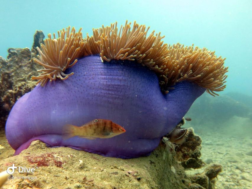 Nha Trang: Scuba Diving Experience for Non-Certified Divers - The main strengths and the honest drawbacks