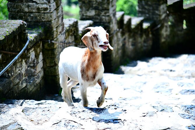 Ninh Binh 2 days 1 night Tour from Hanoi (Small Group of 9) - A bungalow night and four included meals
