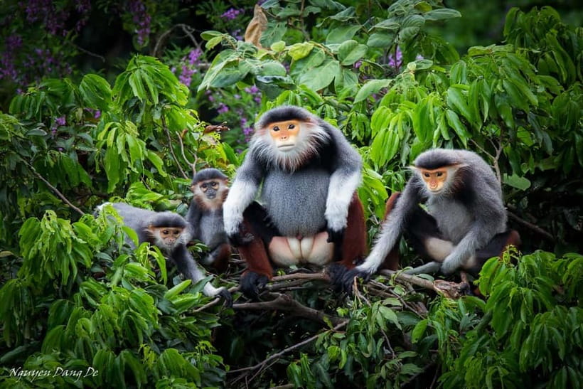 Ninh Binh: Cuc Phuong Jungle Hike & Wildlife Day Trip - Meeting Vietnam’s rescued primates