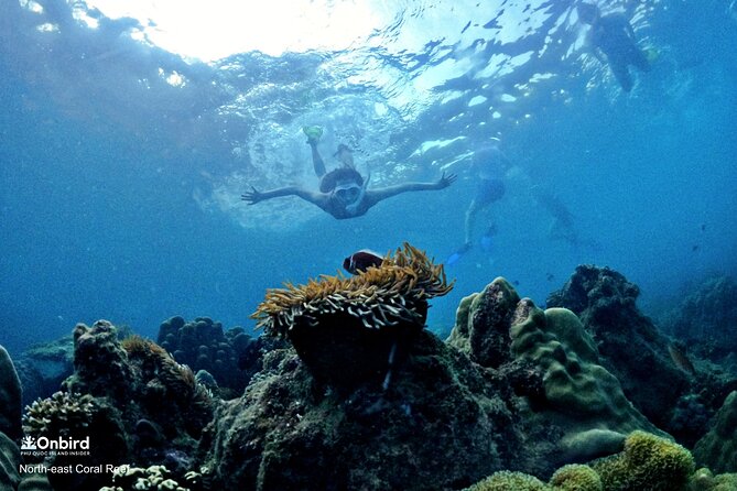 OnBird - PRIVATE ADVENTURE SNORKELING - explore Half-moon reef & Coral Mountain - Turtlehead Rock Beach is your gentle start