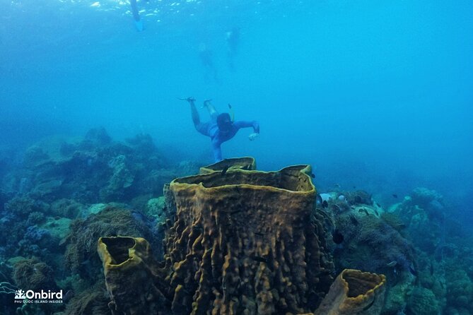 OnBird - PRIVATE ADVENTURE SNORKELING - explore Half-moon reef & Coral Mountain - Coral Mountain adds a second reef setting