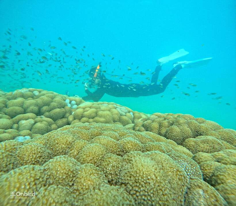 Phu Quoc: Speed Boat Tour 4 Islands - 2 Reefs Snorkeling - Two coral reefs, two different underwater visits