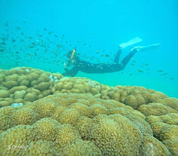 Phu Quoc: Speed Boat Tour 4 Islands - 2 Reefs Snorkeling - Should you book the OnBird Phu Quoc trip?