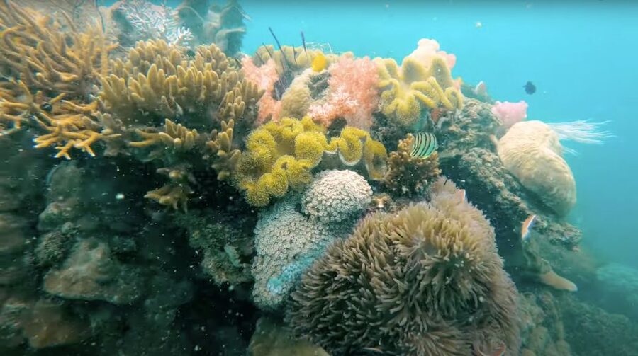 Phu Quoc: Speedboat Tour of 4 Islands with Snorkeling & BBQ - Who should book this tour