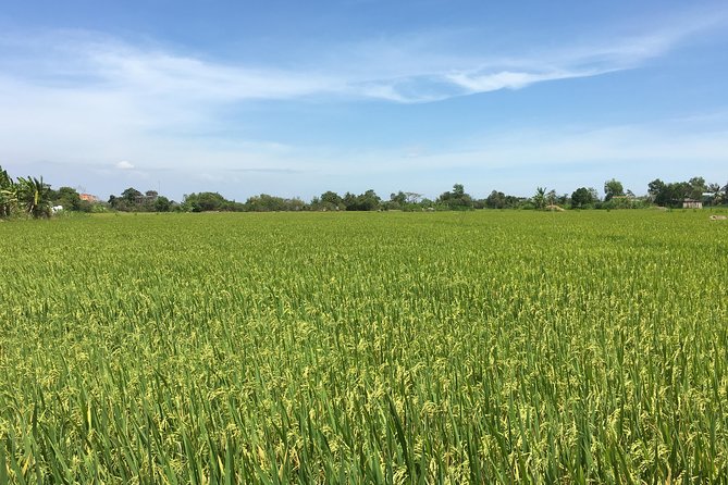 Private Authentic Mekong River Full Day Trip - Non Touristic Mekong delta - Riding through rice paddies and fruit country